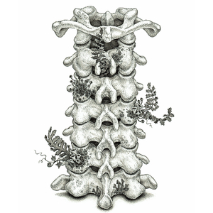 无码免费一区二区三区
